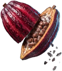 Fruto de cacau aberto, com as sementes à mostra