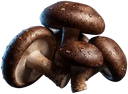 Cogumelos shitake