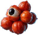 Frutos de guaraná, um deles aberto com a semente preta à mostra