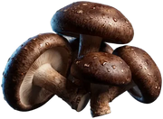 Shitake, fotografado sobre fundo claro